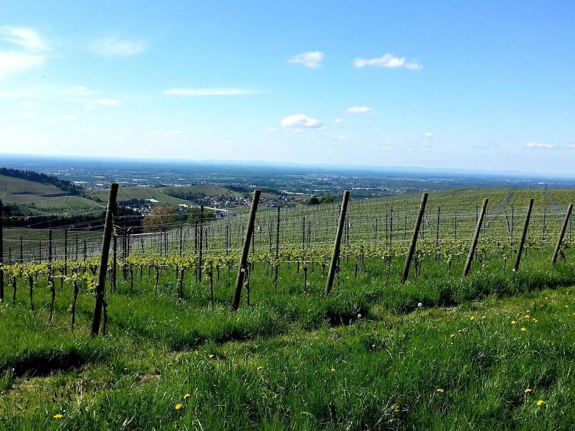 Ferienhof Vordere Alm โอเบอร์เคียร์ช ภายนอก รูปภาพ