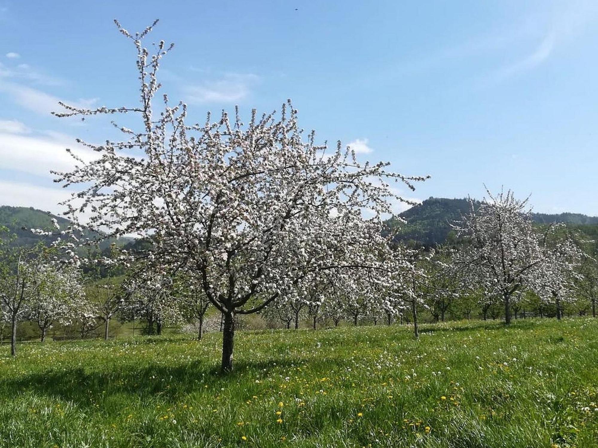 Ferienhof Vordere Alm โอเบอร์เคียร์ช ภายนอก รูปภาพ