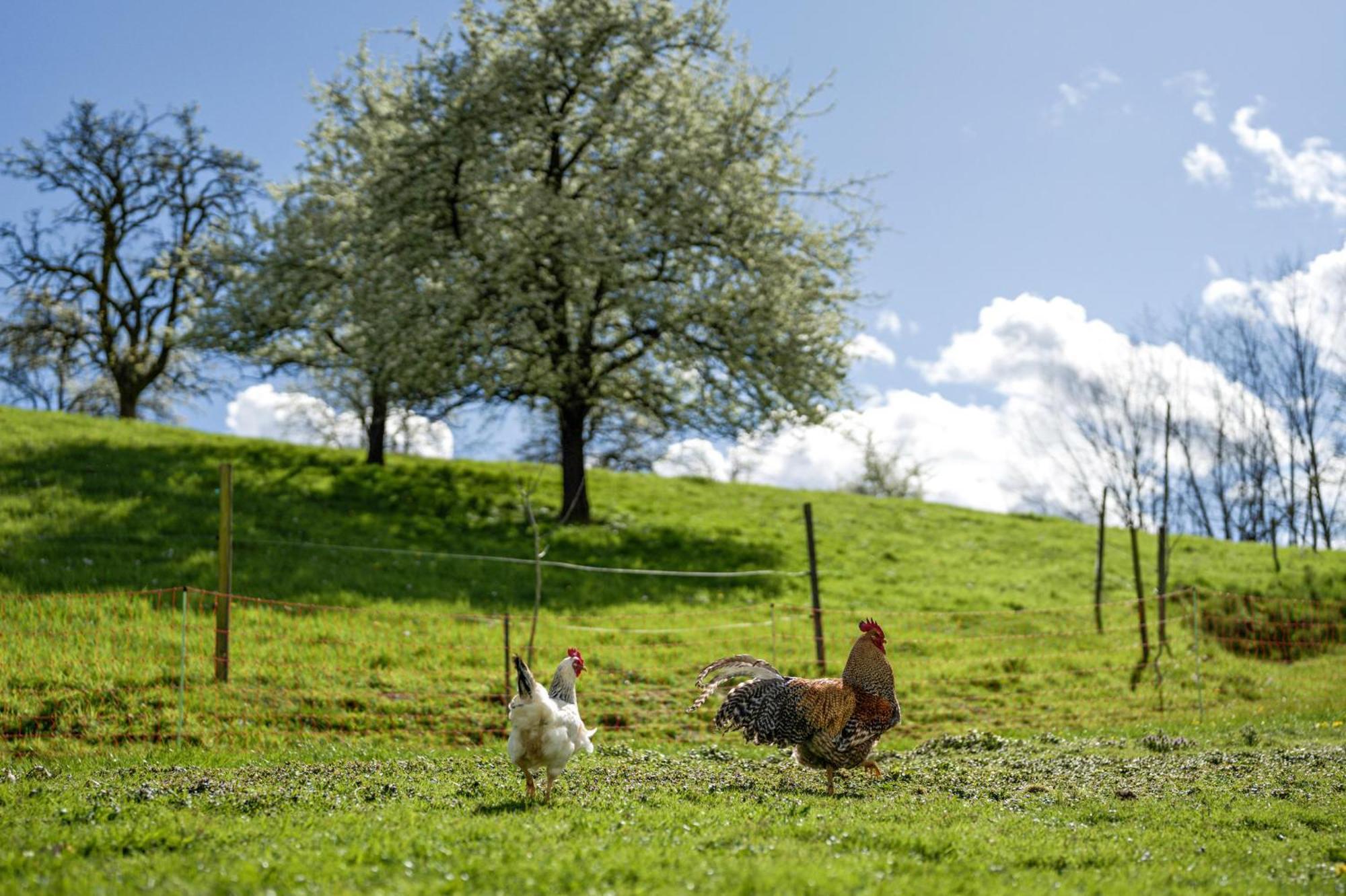 Ferienhof Vordere Alm โอเบอร์เคียร์ช ภายนอก รูปภาพ