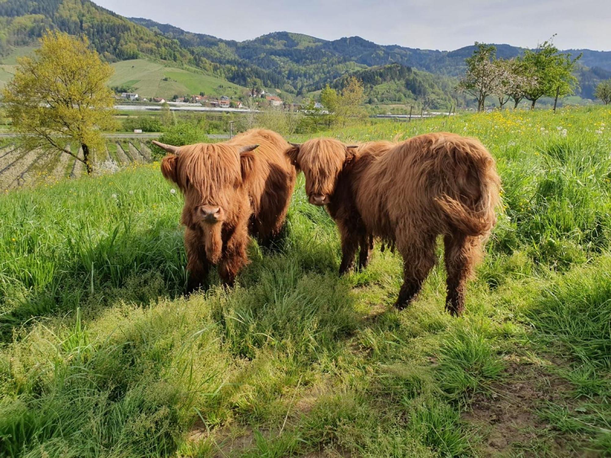 Ferienhof Vordere Alm โอเบอร์เคียร์ช ภายนอก รูปภาพ